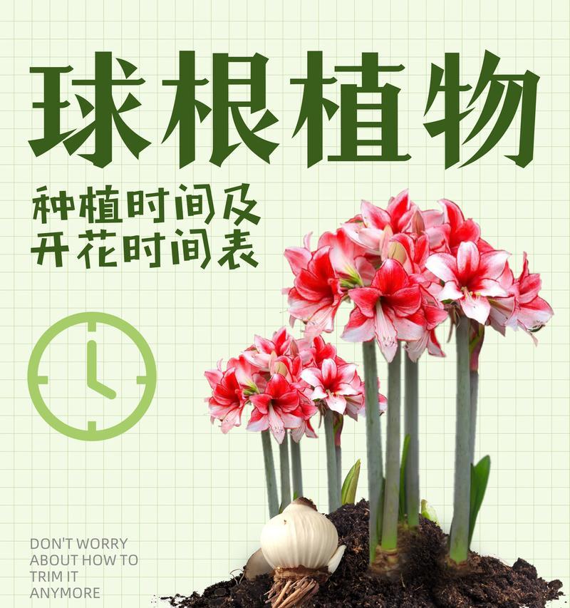 秋季种植花卉时应选择哪些品种？