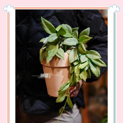 球兰的名贵品种有哪些？如何进行养护管理？