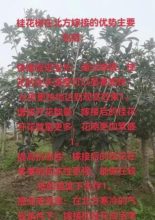 桂花嫁接的原因及其对生长的影响是什么？