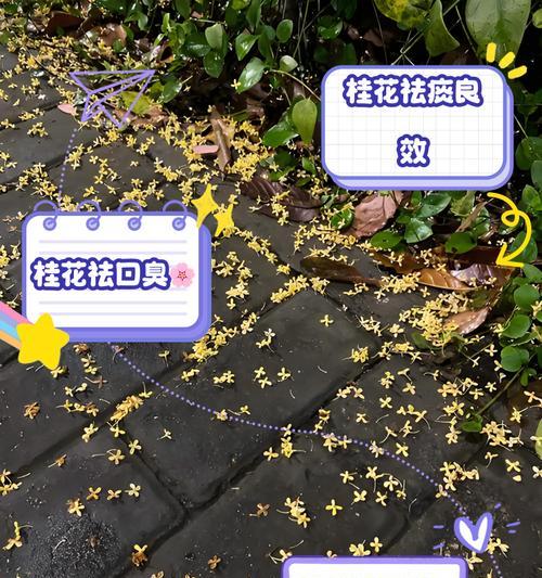 桂花嫁接的原因及其对生长的影响是什么？