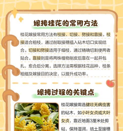 桂花嫁接的原因及其对生长的影响是什么？
