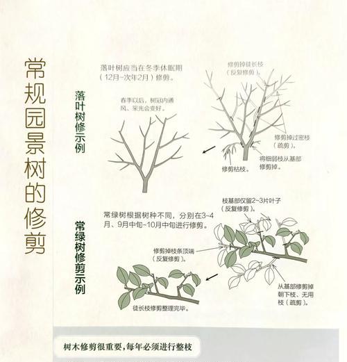 榕树剪枝的正确步骤是什么？