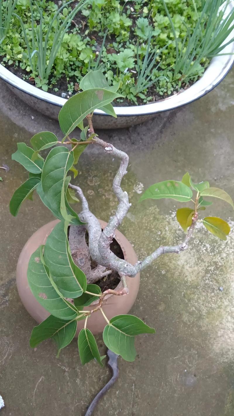 榕树剪枝的正确步骤是什么？