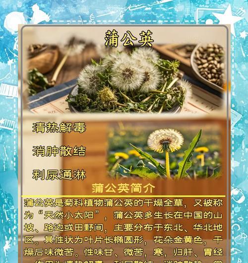 蒲公英的象征意义是什么？