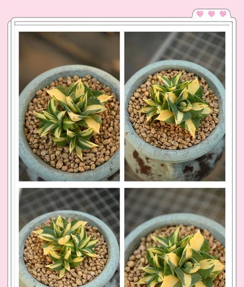 雷神植物的养殖方法和常见问题解答？
