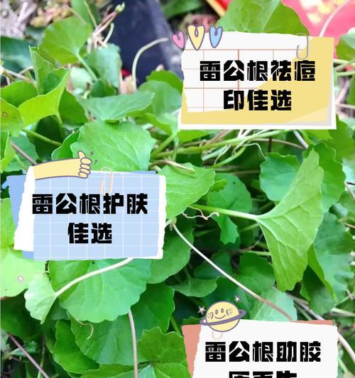 雷神植物的养殖方法和常见问题解答？