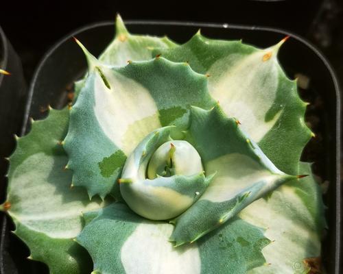 雷神植物的养殖方法和常见问题解答？