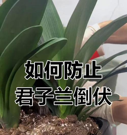 君子兰根部养护技巧是什么？如何避免根部问题？