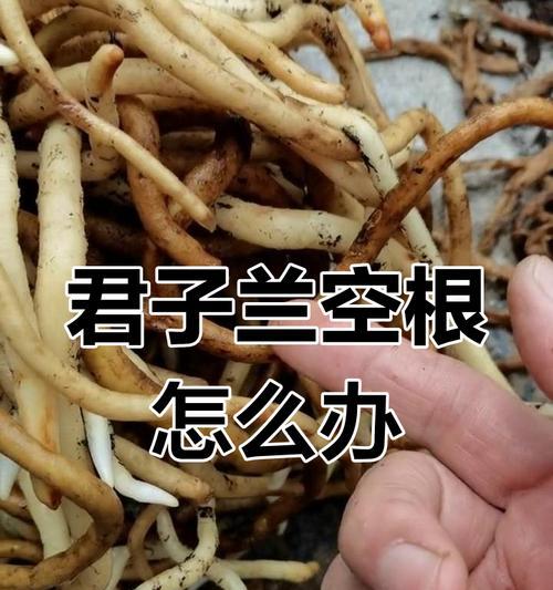 君子兰根部养护技巧是什么？如何避免根部问题？