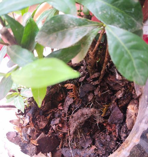 栀子花繁殖方法有哪些？如何提高成活率？