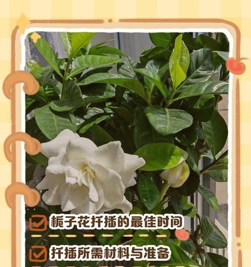 栀子花繁殖方法有哪些？如何提高成活率？