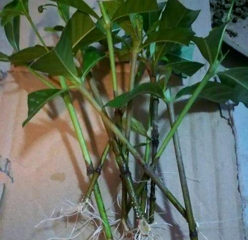 栀子花繁殖方法有哪些？如何提高成活率？