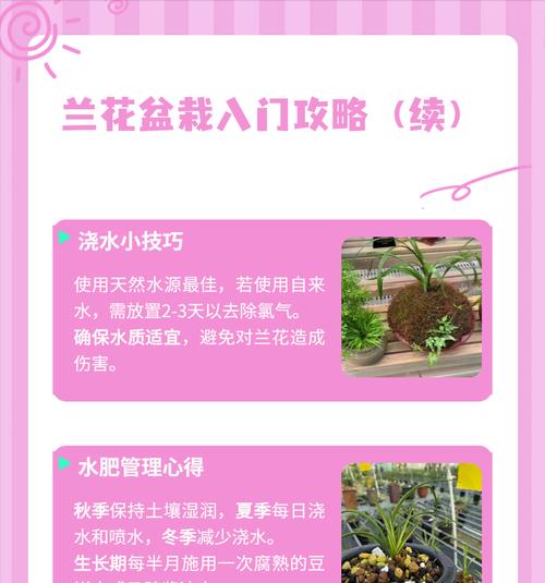 秋季兰花的养护技巧是什么？