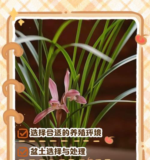 秋季兰花的养护技巧是什么？