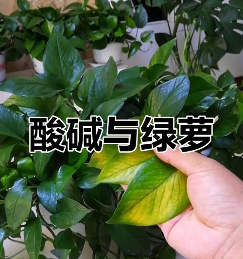 绿萝土壤配制的正确方法是什么？