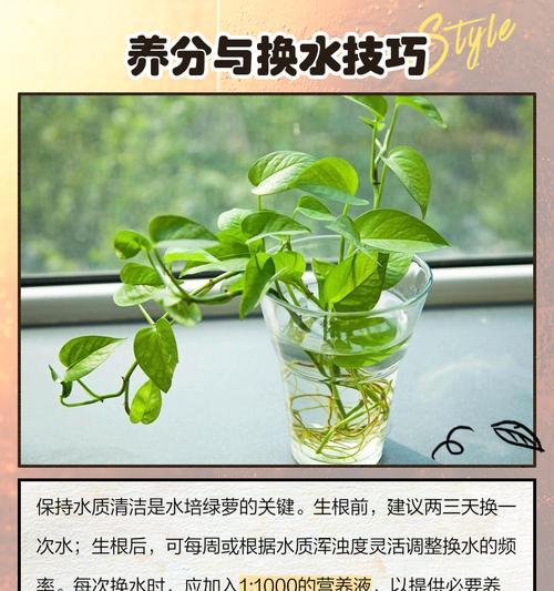 绿萝土壤配制的正确方法是什么？
