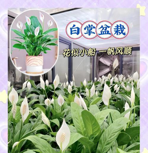 白掌开花的条件是什么？
