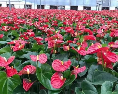 白掌开花的条件是什么？
