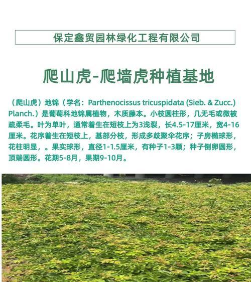 爬山虎种植和养护的正确方式是什么？