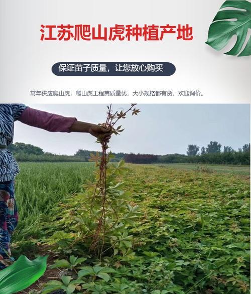 爬山虎种植和养护的正确方式是什么？