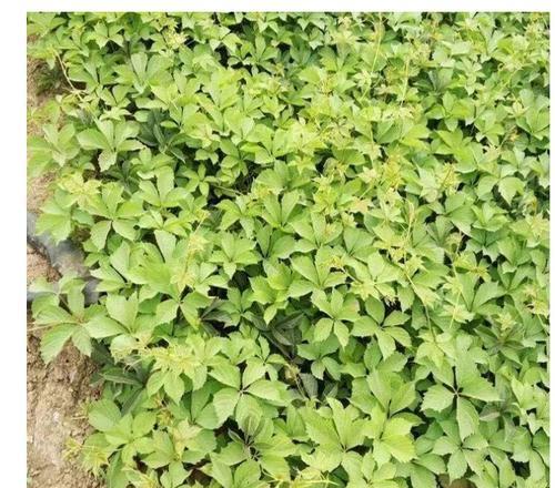爬山虎种植和养护的正确方式是什么？