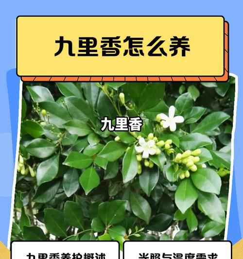 九里香怎么？九里香的养护与繁殖方法！