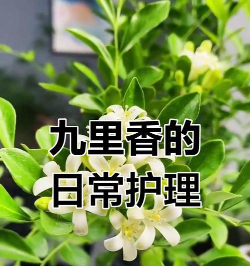 九里香怎么？九里香的养护与繁殖方法！