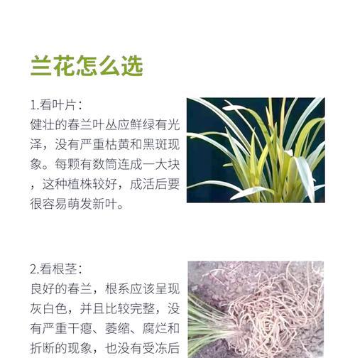 冬季兰花的养护技巧和注意事项是什么？