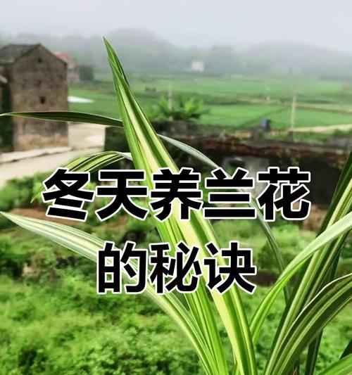 冬季兰花的养护技巧和注意事项是什么？