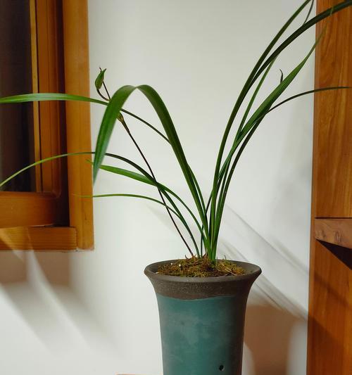 寒兰有哪些品种？不同品种的寒兰有何特点？
