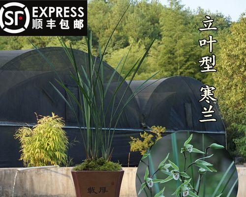 寒兰有哪些品种？不同品种的寒兰有何特点？