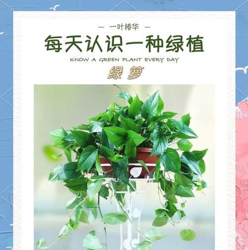 室内如何养绿萝？有哪些注意事项？