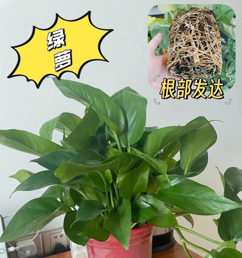 室内如何养绿萝？有哪些注意事项？