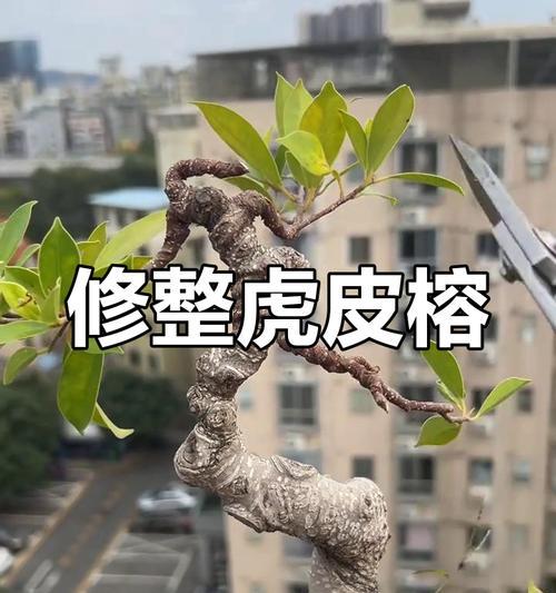 榕树的修剪技巧有哪些？如何进行榕树的造型？