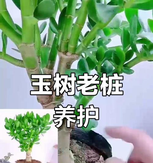 玉树的养殖方法和常见问题解答？