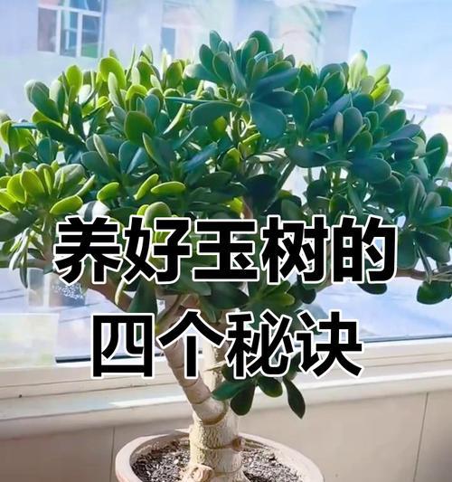玉树的养殖方法和常见问题解答？