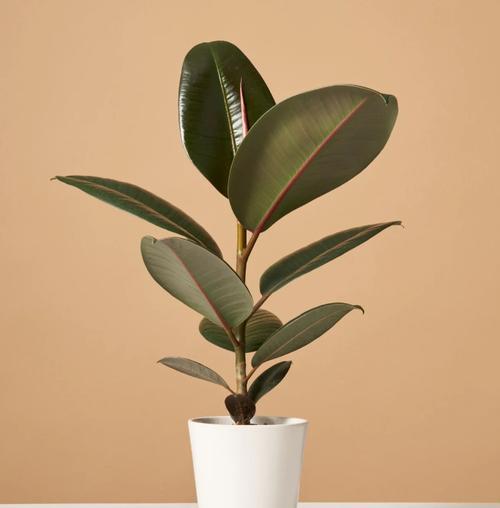 哪些室内植物最常用？