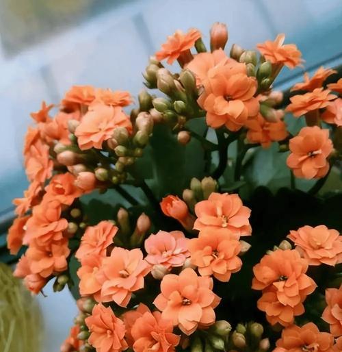 秋冬季节适合养哪些花卉？