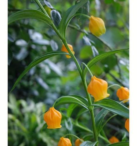 秋冬季节适合养哪些花卉？