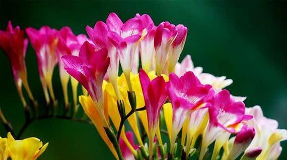 秋冬季节适合养哪些花卉？