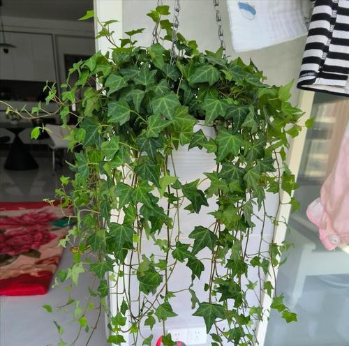 常春藤适合哪种花盆？如何选择合适的花盆？