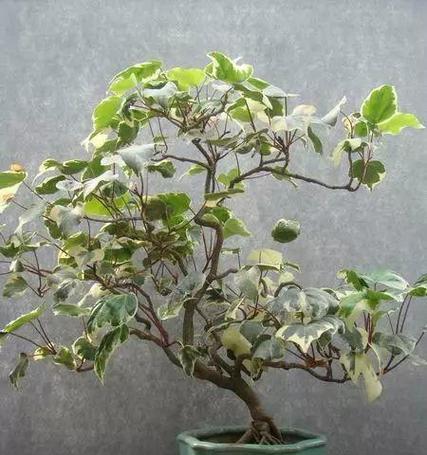 常春藤适合哪种花盆？如何选择合适的花盆？