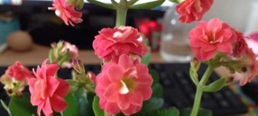 什么花代表长寿？长寿花的种类有哪些？