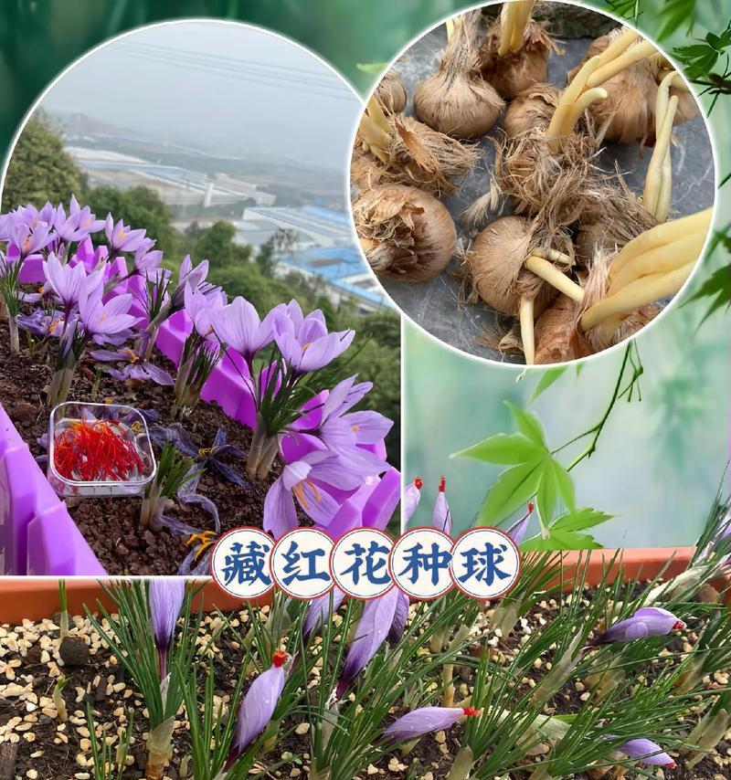 藏红花种植方法是什么？如何确保高产？