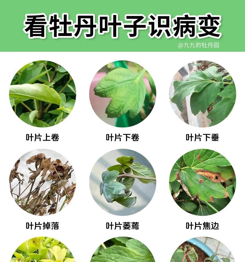 牡丹吊兰烂根的解决办法是什么？如何避免？