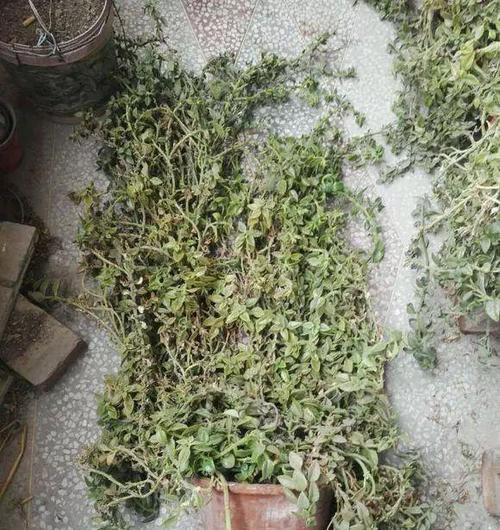 牡丹吊兰烂根的解决办法是什么？如何避免？