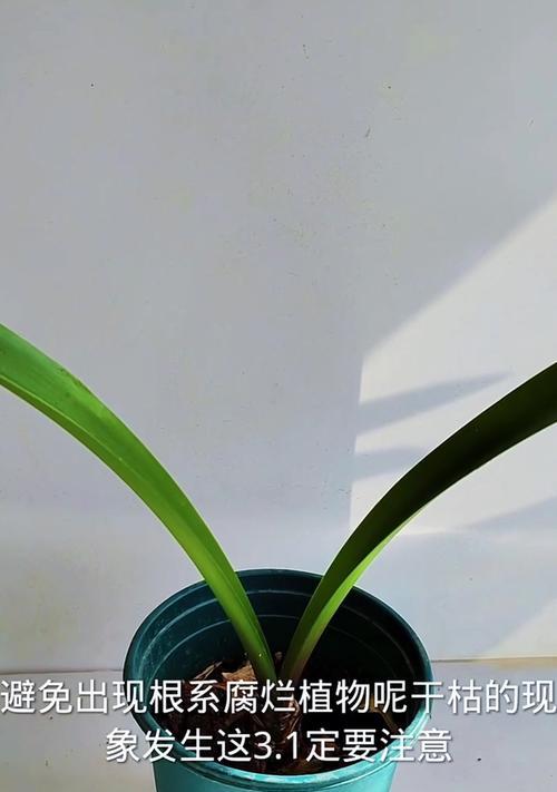 朱顶红生根的秘诀是什么？