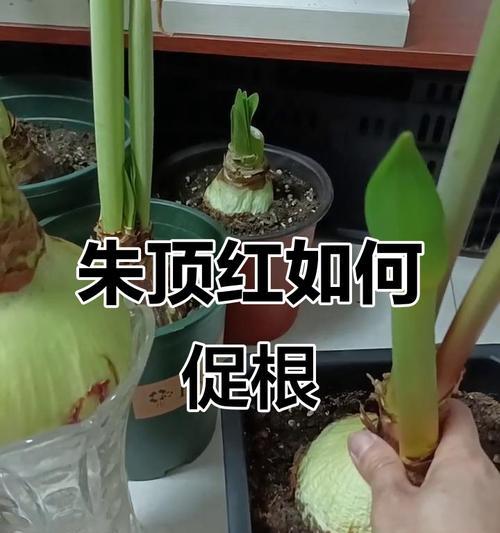 朱顶红生根的秘诀是什么？
