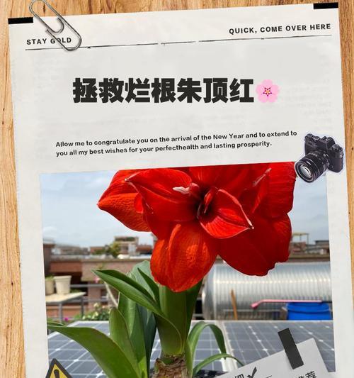 朱顶红生根的秘诀是什么？