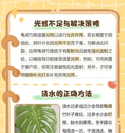 龟背竹施肥指南：什么肥料最适合？